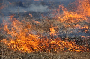 У Львівській області за добу двічі горіла суха трава