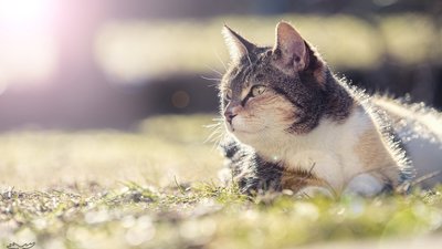 Якою буде погода у Львові та області завтра, 28 травня