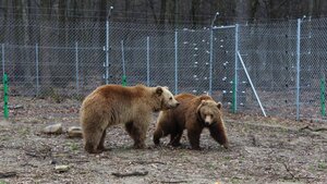 Ведмежий притулок Домажир запрошує на майстер-клас