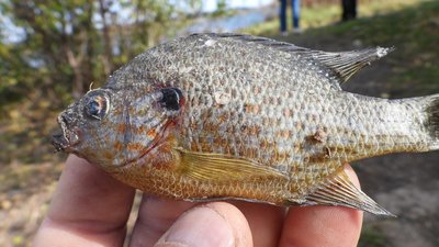 Сонячна піранья, яка загрожує місцевій рибі, з’явилася у водоймах на Прикарпатті (ФОТО)