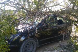 На Яворівщині дерево впало на проїжджаючу повз нього автівку (ФОТО)