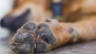 На Рівненщині судитимуть чоловіка, який заколов собаку вилами