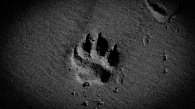 У Львові великий собака загриз маленького пса (ВІДЕО 18+)