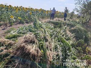 На Миколаївщині вилучили масштабну партію коноплі на суму 29 млн грн (фото, відео)