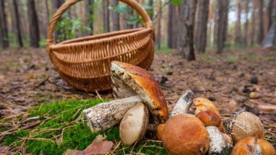 Жительку Чортківщини підорюють в отруєнні дітей: померли 3 дітей, ще 5 важко захворіли