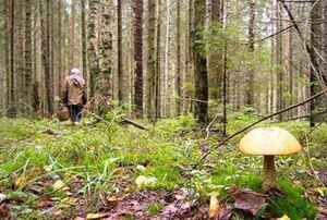 За минулу добу в лісах Львівщини заблукало четверо людей, трьох досі не знайшли