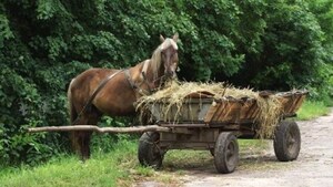 На Львівщині у ДТП постраждав керманич підводи