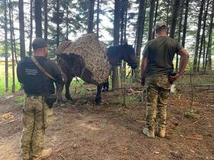 На Буковині контрабандисти покинули коня-«пачкаря»