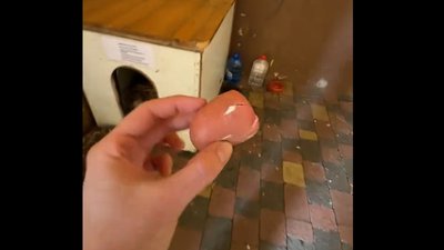 На Львівщині поліція перевіряє повідомлення про отруєння собак (ВІДЕО)