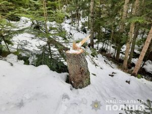 На Львівщині судитимуть чоловіка, підозрюваного у незаконній порубці дерев (фото)