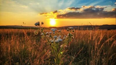 У неділю, 25 серпня, в Україну повернеться сильна спека: де розжарить найсильніше (КАРТА)