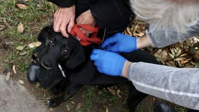 У Львівській громаді безкоштовно вакцинуватимуть домашніх тварин від сказу