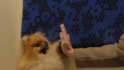 Увага! Змінилися правила перевезення тварин в поїздах «Укрзалізниці»