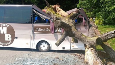 На Львівщині старий дуб впав на автобус шкільних випускників