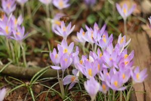 Природа оживає: у Стрийському парку зацвіли крокуси та підсніжники (фоторепортаж)