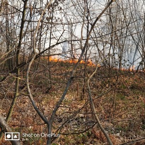 На Львівщині горів ліс (фото, відео)