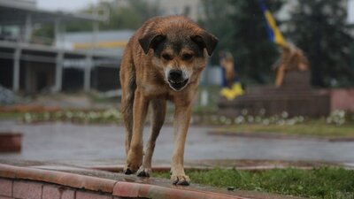 На Львівщині скажена собака покусала кількох людей