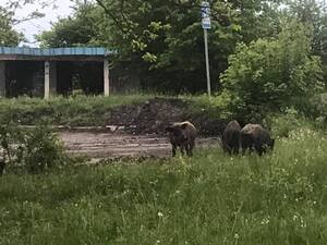 На Волині біля автобусної зупинки пасеться стадо диких кабанів (ФОТО, ВІДЕО)