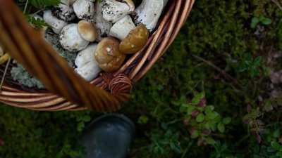 На Дрогобиччині знайшли 87-річного грибника, який заблукав у лісі