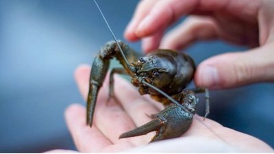 На Волині чоловік наловив раків на понад 200 тисяч гривень