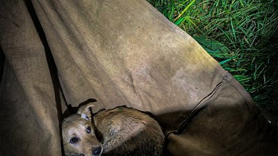 Біля Львова жінка своїм вчинком врятувала життя тварини (ФОТО)
