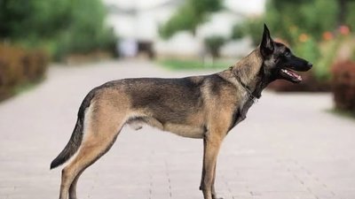 У Львові з вікна чоловік викинув собаку