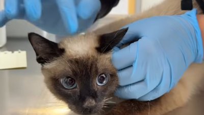 У будинку біля Львова виявили тіло жінки в оточенні мертвих тварин