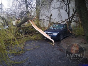 У Львові дерево впало на авто