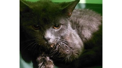 Увага! У Львові всіх хто контактував з котом, просять терміново звернутися до лікарів