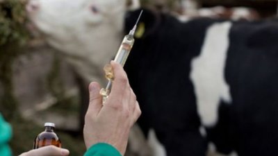 В Україні хочуть карати за підробку ветпрепаратів