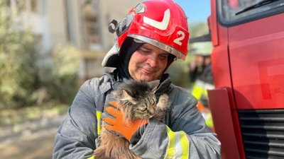 У Львові постраждалих через ракетний обстріл тварин лікуватимуть безплатно