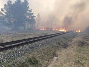 Вогонь перекинувся через залізничну колію: на Львівщині спільним зусиллям приборкали лісову пожежу (фото)