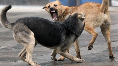 Зоологи з Львівщини оприлюднили дослідження, як здичавілі собаки на фронті стають схожими на вовків та койотів