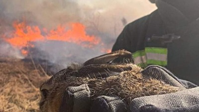 На Львівщині вогонь знищив все живе, що було на території підпаленого сухостою – ДСНС