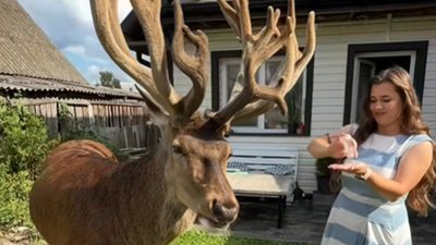 Відому зірку TikTok оленя на ім'я Борис на Рівненщині збила водійка, яка мчала з вимкненими фарами на великій швидкості