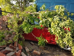 У Львові через негоду впали 72 дерева