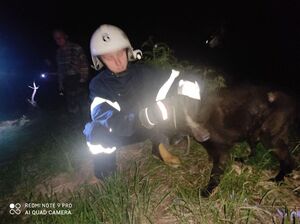 На Львівщині рятувальники допомогли собаці вибратися з пастки (фото)