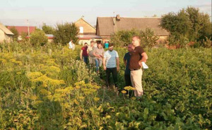 На Сокальщині виявлено посіви 4500 рослин маку (фото)