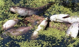 У водоймах України масово гине риба (фото)