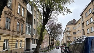 У вівторок у Львові перекриватимуть вулицю через зрізку дерева