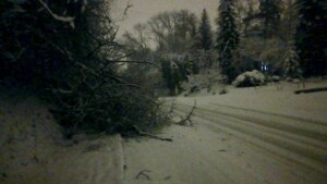 У Львові через негоду "деревопад" (фото, відео)