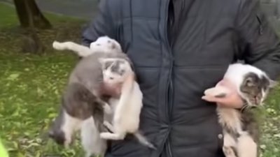 У Львові зоозахисники врятували чотирьох котів від жорстокого поводження