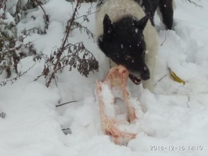 У Жовкві виявили звалище з тваринними відходами (ФОТО)