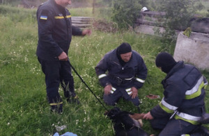 У Старому Самборі рятувальники визволили собаку, який потрапив у капкан