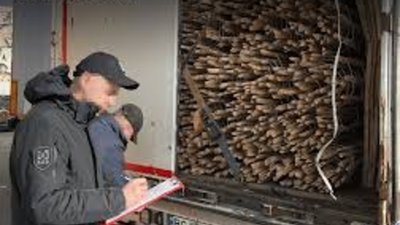 На Львівщині жінка підробляла документи й вивозила деревину до Польщі