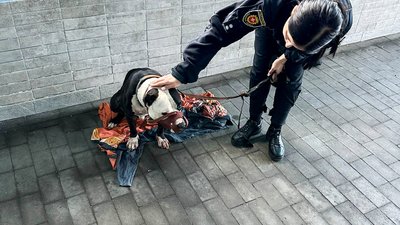 Таксист з Рівного порізав ножем клієнта, який відмовився оплатити поїздку та його стафф тер’єра (ФОТО)