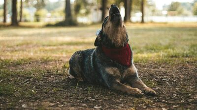 У Львові виявили сказ у домашньої тварини: львівʼяни зможуть провакцинувати своїх котів та собак