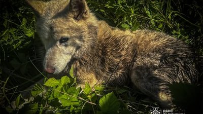 Опинився у смертельній пастці: рятувальники Львівщини дістали з глибокої криниці знесиленого собаку (ФОТО)
