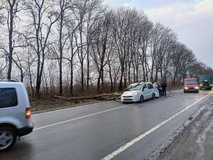 На Львівщині дерево cпричинило ДТП (ФОТО)