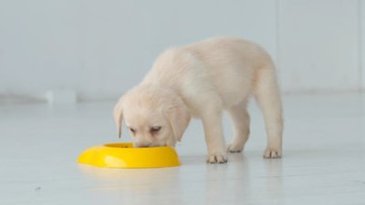 Як правильно обрати корм для цуценяти: на що звернути увагу